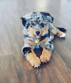 a dog is laying on the floor with its paws up