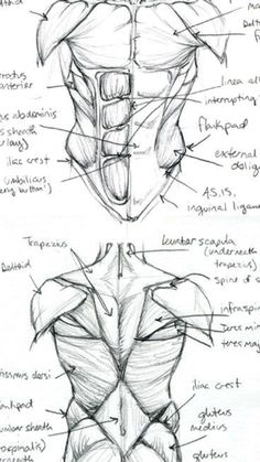 Dd Mark Anatomy, Torso Muscle Reference, Human Muscles Drawing, Master Studies Drawing, Male Body Muscle Anatomy, Lower Body Anatomy Drawing, Studying Anatomy Drawing, Torso Muscles Anatomy Drawing, Muscles Study Drawing