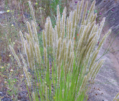 Melic Silky Spike Seeds Melica Ciliata Seeds Climbing Hydrangea, Grass Flower, Plant Spacing, Common Names