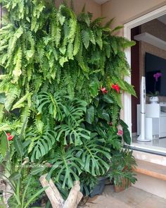 there is a very tall green plant on the side of this house