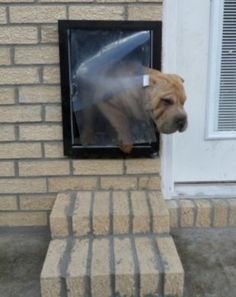 a dog sticking its head out of a window on the side of a brick building