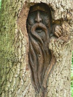 a carved face in the bark of a tree with moss growing on it's sides