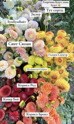 a bunch of flowers that are labeled in different languages