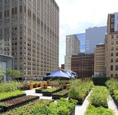 an outdoor garden with lots of plants and buildings in the background