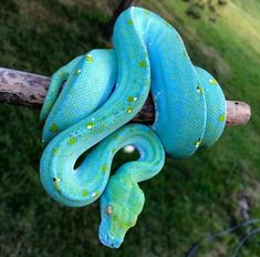 a blue and green snake is on a branch