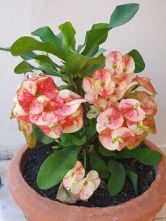 a potted plant with pink and white flowers