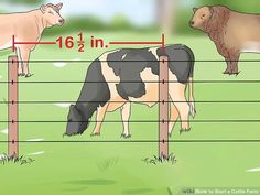 two cows standing next to each other in a field with a line graph on it