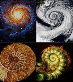 #The Fibonacci Sequence #Sacred Geometry Nature Patterns, The Golden Mean, Sacred Architecture, Sound Art