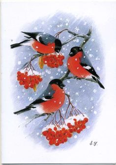 three birds sitting on top of berries in the snow with red berries hanging from their beaks