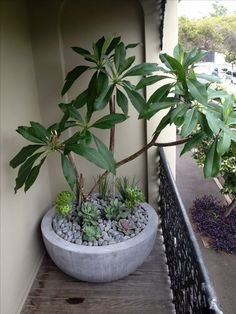 a potted plant sitting on top of a wooden shelf next to a balcony railing