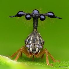 a close up of a bug on a green surface with its eyes closed and long legs extended