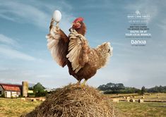 a chicken standing on top of a pile of hay