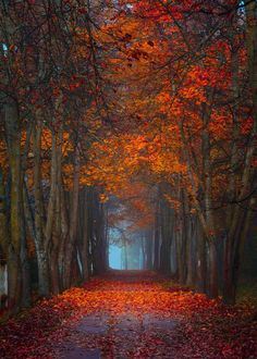 a path in the middle of a forest with lots of trees and leaves on it