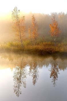 the trees are changing colors in the foggy morning by the water's edge