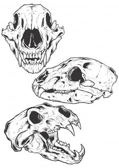 three different types of skulls in black and white, each with an animal's skull