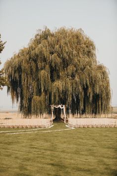 an outdoor wedding setup under a large willow tree in the middle of a grassy field