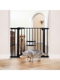 a dog is looking through a gate at a cat on the floor in front of it