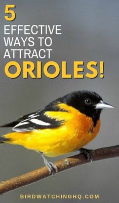 a bird sitting on top of a tree branch with the words 5 effective ways to attract orioles