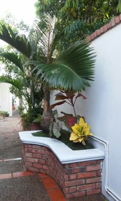 there is a plant that is growing in the corner of this brick wall and it's surrounded by greenery