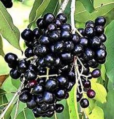 some black berries are hanging from the tree