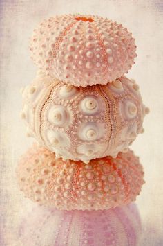 three seashells stacked on top of each other in pink and white colors,