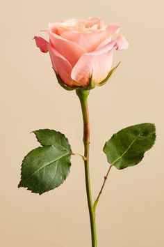 a single pink rose with green leaves in a vase