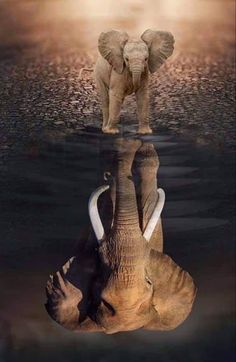 an elephant standing on top of another elephant's head in the water at sunset