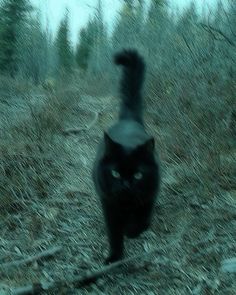 a black cat walking across a forest covered in grass and trees with its tail up