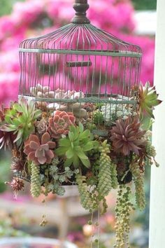 a birdcage filled with succulents and plants hanging from it's roof