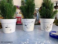 three potted plants sitting on top of a counter next to a blue container with dirt all over it