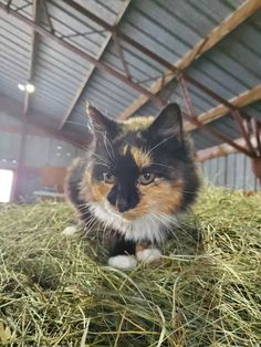 a calico cat is sitting in the hay