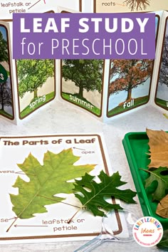 leaf study for preschoolers to learn the parts of a leaf and how to use them