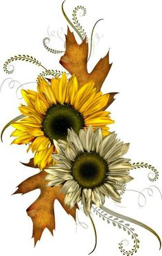 two sunflowers with leaves and vines on a white background, one is yellow