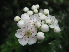 white flowers with pink centers are blooming in the sun on a green leafy branch