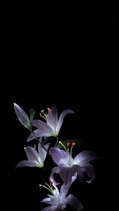 some purple flowers are in the dark on a black background with no one around them