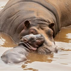 an adult hippopotamus and its baby in the water