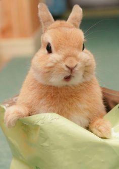 a small brown rabbit sitting in a green basket on the floor and looking at the camera