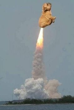 a dog flying through the air on top of a rocket