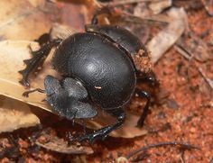 two black bugs sitting on top of a leaf covered ground next to dirt and leaves