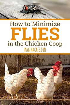 how to minimize flies in the chicken coop