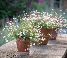 three clay pots filled with white and pink flowers