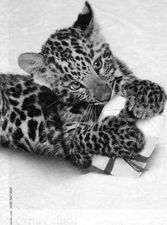 a black and white photo of a baby leopard laying on it's back in the snow