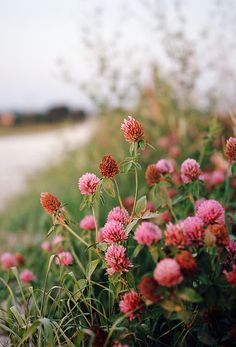 an image of flowers in the grass with arabic writing