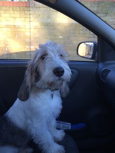 a dog sitting in the passenger seat of a car