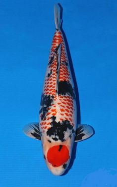 an orange and black koi fish floating on top of blue water with a red dot in its mouth