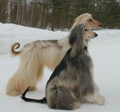 two dogs are sitting in the snow together