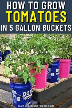 how to grow tomatoes in 5 gallon buckets