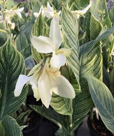 white and green plants with large leaves in the background