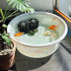 a potted plant sitting next to a fish pond filled with water and goldfish