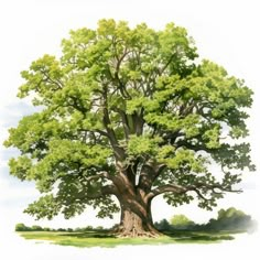 an illustration of a large tree with green leaves